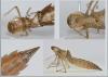 Anax sp.